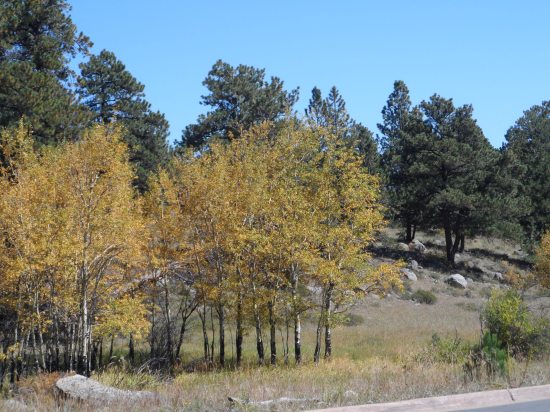 Small aspen grove