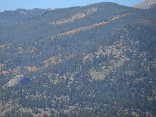 Moraine Park View, Aspen Groves