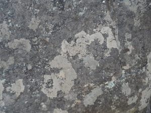 Lichen