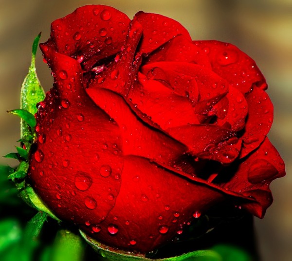 Roses-are-Red-600x537